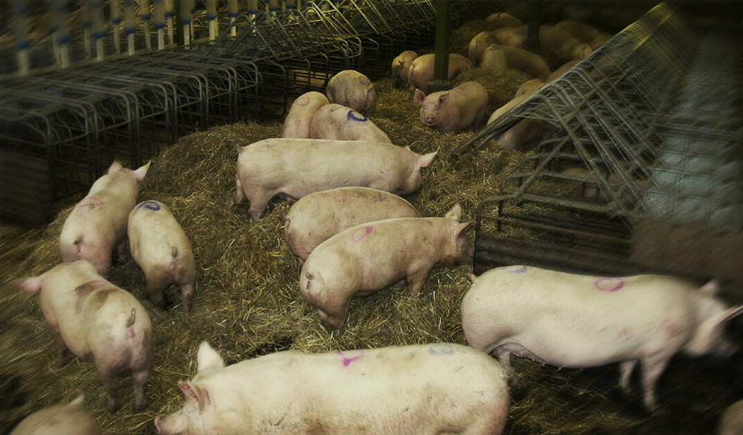 Exportação de carne suína avança 63%
