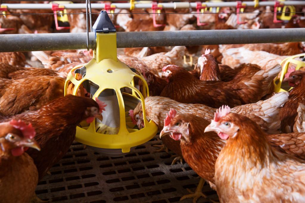Exportação de carne de frango encerra semestre com alta de 13,86% e receita de US$ 3,3 bi