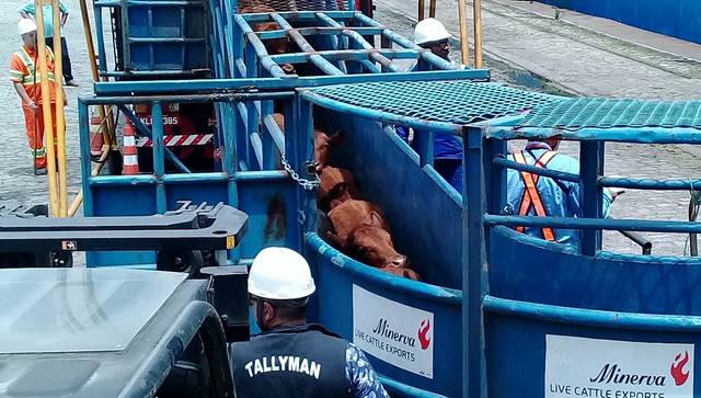 Boi: Justiça Federal libera exportação de animais vivos pelos portos brasileiros