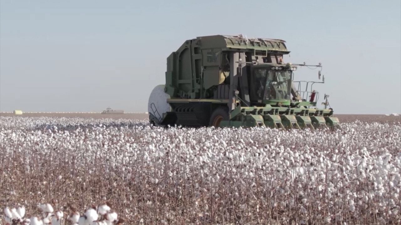 Exportação de algodão sobe 152,7% em volume e 166% em receita, diz MDIC