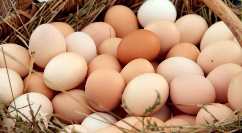 Exportações de ovos ganham forte ritmo neste início de 2018