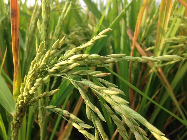 China emite sinal positivo e Brasil poderá vir a exportar arroz para o gigante asiático