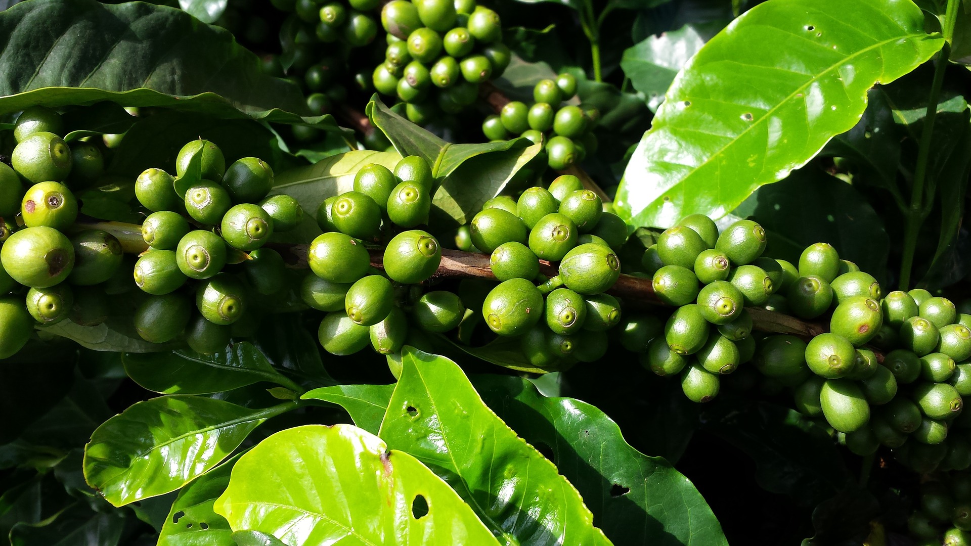 Café: Exportações brasileiras deverão aumentar 30%