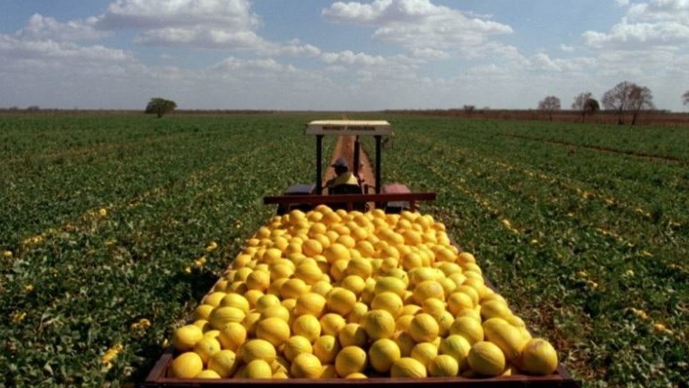 Brasil vende melões para a China. Por que essa é uma grande notícia para quem trabalha com comércio exterior